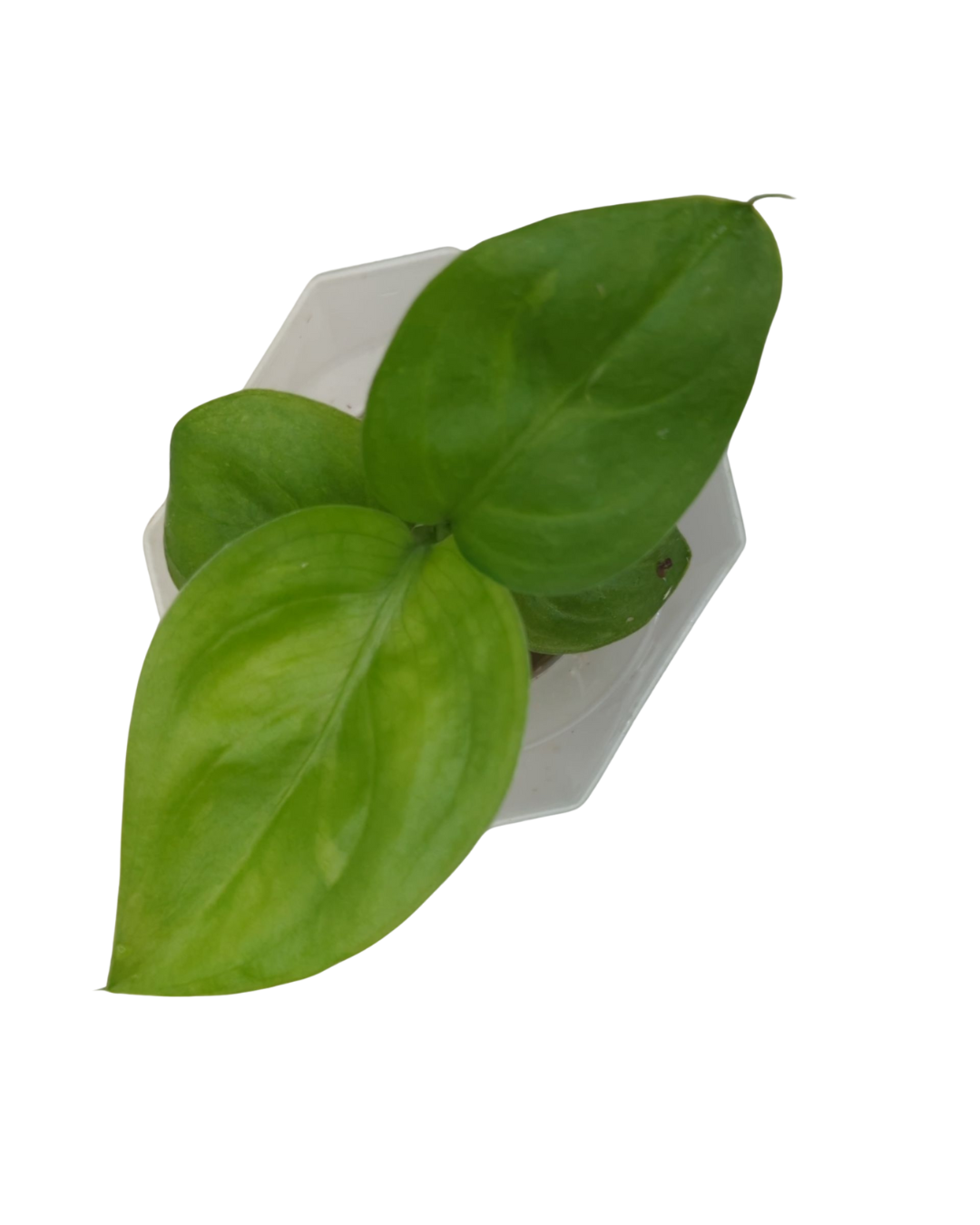 Baby Dieffenbachia amoena Tropic Marianne + selbstbewässernder Übertopf 4